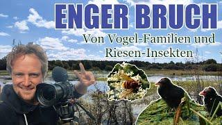 Enger Bruch - Von Vogel-Familien und Riesen-Insekten! #natur #nature #vögel #insekten #abenteuer