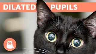 Why does my CAT have DILATED PUPILS? - Common Causes