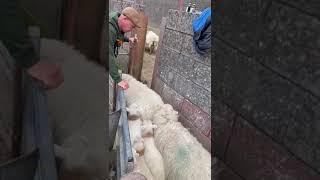 Quick and Easy Sheep and Lamb Sorting #youtubeshorts #farming #sheep #viralvideo