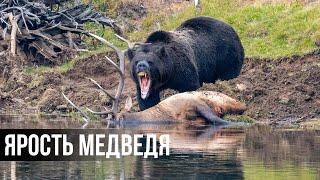 15 Беспощадных моментов Медвежьей Охоты