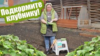 ПОДКОРМИТЕ ЗЕМЛЯНИКУ ТАК! Удобрения для клубники весной