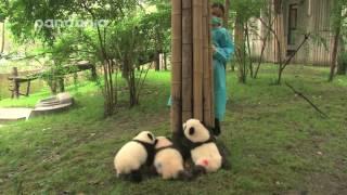 Cubs and nanny’s hide and seek