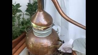 Back yard distillation of Lemon Geranium Hydrosol