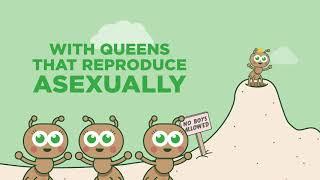 Did You Know? Some Species of Ants Are All Female