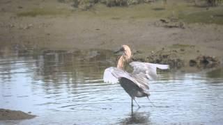 Dance of the Reddish Egret