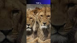 Top 10 động vật đáng sợ nhất châu Phi #animals #top #top10 #dongvat #camap #khampha