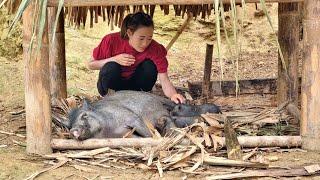 build farm Pigs, chickens, ducks, goats, rabbits, birds in the forest - Gardening | Ban Thi Diet