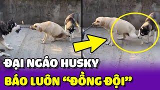 Cảm lạnh với trước Đại Ngáo Husky "GIÚP ĐỒNG ĐỘI" giành đồ chơi  | Yêu Lu Official