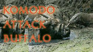 Full video The Process Komodo Catch Big  Buffalo (Komodo Dragon Takes Down Water Buffalo) #top