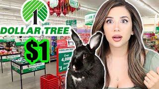 Things You Can Buy at DOLLAR TREE for Rabbits!