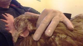 Chicken purring like a kitten!