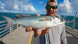 Pier Fish CAN'T RESIST Live Mullet Bait!