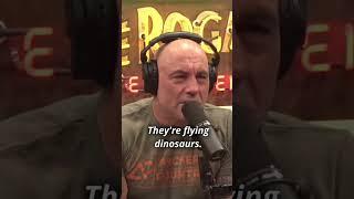 Birds are some of the meanest animals - Joe Rogan.