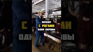 ПОЧЕМУ ОДНИ КОРОВЫ С РОГАМИ А ДРУГИЕ БЕЗ