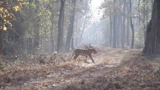 Tiger in Nagzira Navegaon National Park