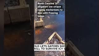 Video shows gators suspended in frozen ponds in North Carolina. #alligator #winter #northcarolina