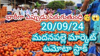 20-09-24 Madanapalle Tomato Market price Today || Today Tomato Market Rate in Madanapalle #today