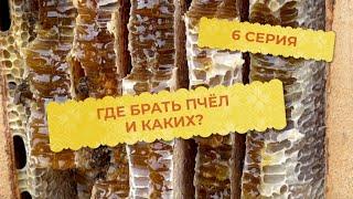 6 серия. Где брать пчёл и каких?