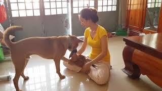 Pretty Girl Gives Massage To Her Lovely Dog At Living Room