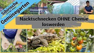 So habe ich OHNE Chemie die Nacktschnecken in meinem Biogarten wegbekommen.