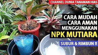 Eps 206 Here's an Easy and Safe Way to Use NPK MUTIARA Fertilizer for Ornamental Plants !!