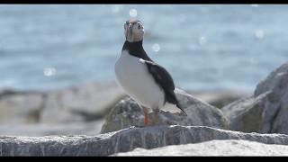 Help Celebrate and Protect the Bay of Fundy - Conservation Council of NB