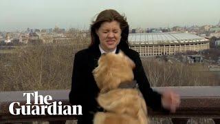 Dog interrupts live weather report in Moscow borrowing journalist's microphone