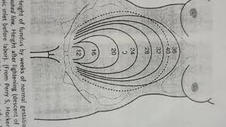 Fundal Height. Learn in easy way %  you will remember it 