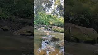 Saatnya Mandi! Di Sungai Berbatu di Pedalaman Hutan Kalimantan #borneo