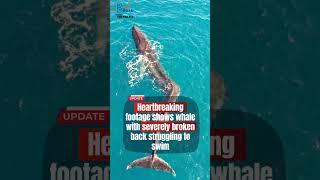 whale #injured #youtubeshorts #ytshorts