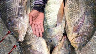 Orang sini gak hobi mancing pantas ikanya besar besar Mancing di sungai liar