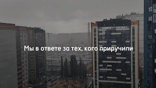 Короткометражный фильм " Мы в ответе за тех, кого приручили".