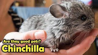 Chinchilla as Pet - Pros and Cons Chinchillas as Pet