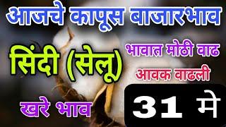 31 मे /आजचे सिंदी सेलू कापसाचे भाव/ भावात वाढ/ sindi cotton market /kapas #cotton