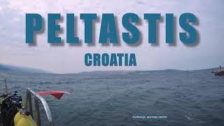 PELTASTIS WRECK - KRK (ŠILO) - CROATIA