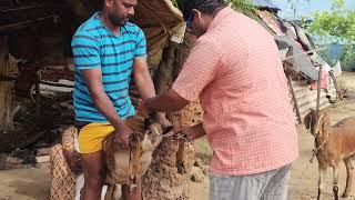 Goat  Artificial Insemination .