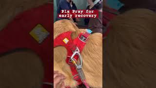 Please pray for my baby bulbul #viral #shorts #viralvideo #youtubeshorts