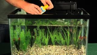 Introducing Fish to Your Aquarium