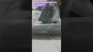 kucing oneng lahirkan 6 ekor  lucunya #shorts #shortsfeed #kucingimut #shortvideo