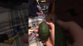 Happy New Year Avocado