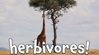 Herbivores!  Learning Herbivore animals for Kids