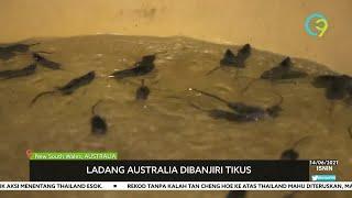 Ladang Australia ‘Diserang’ Tikus