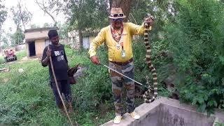 Rescue by Banded Krait Venomous Snake mobarak Snake Saver Panchet Dam Dhanbad Jharkhand