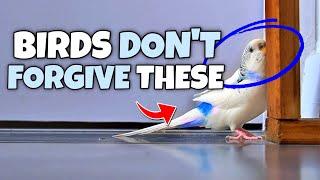 5 Things Your Bird Will Never Forgive you