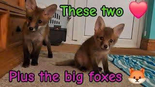 More pure love ️ #cuteanimals #fox #wildlife #cute #nightlife #viral #vlog #fyp #mylife