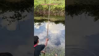 ANGKAT PANCING UMPAN IKAN HIDUP DI SUNGAI AIR HITAM DAPT IKAN CANTIK #147 #bocahpecicilan