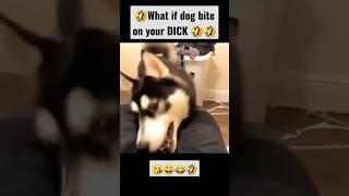 what if dog bite on your DICK  #dog #funnyvideo #dogshorts