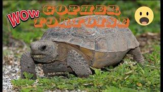 Cams Chronicles Gopher Tortoise