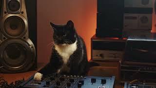 TEMPTATIONS™ CATS LOSE THEIR COOL™: Teenage DJ Cat