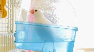 【文鳥水浴び器】SANKO 小鳥の快適バスタイム　レビュー